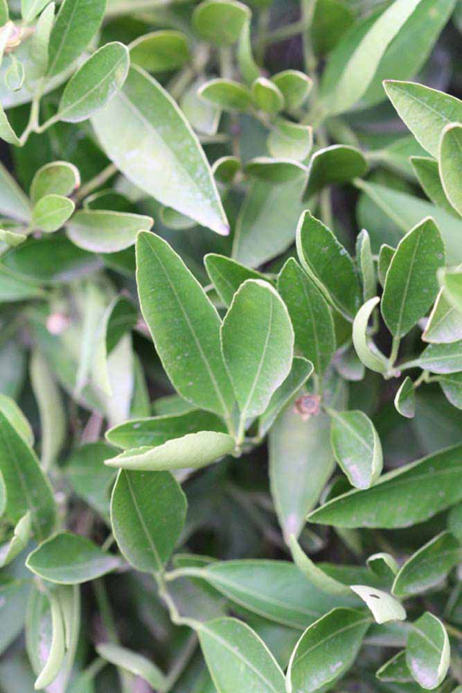              Sun leaves (Riverside, CA)       